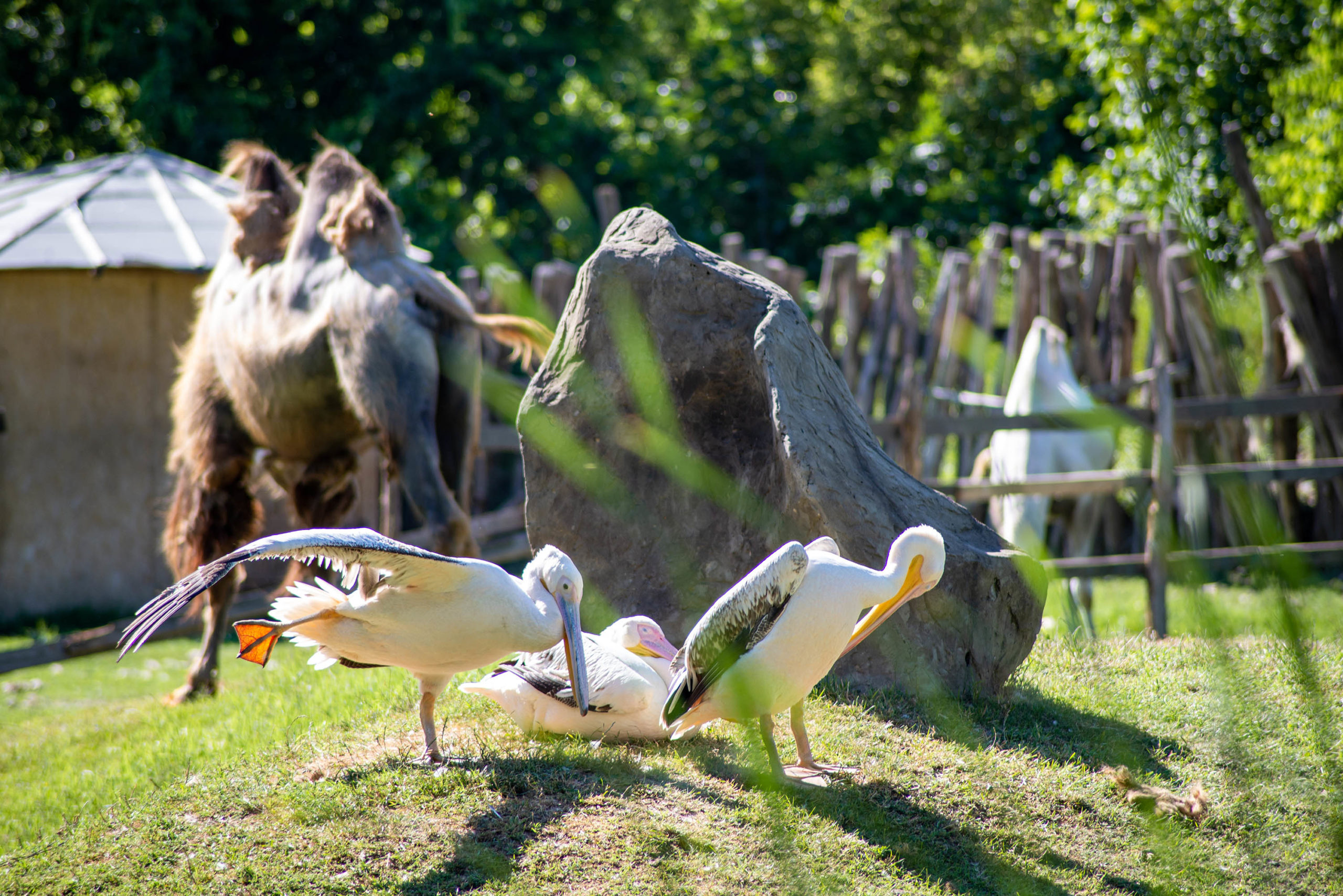 a group of white pelicans stretching their wings